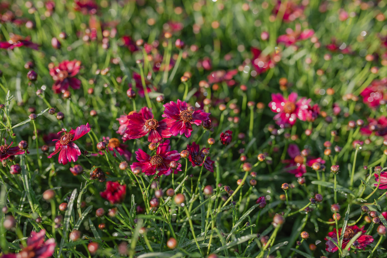 Coreopsis Limerock Ruby, Loukykvět