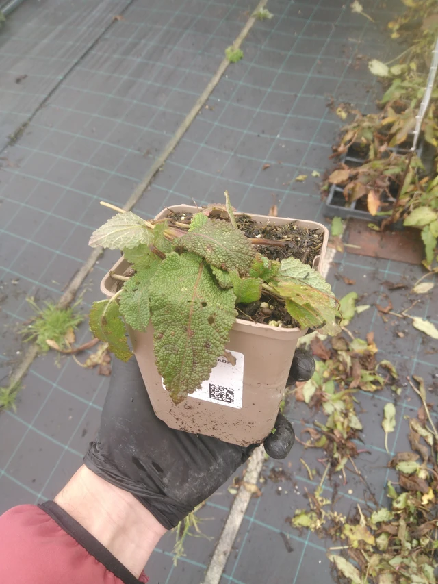 Salvia pratensis Twilight Serenade - 23. 10. 2025