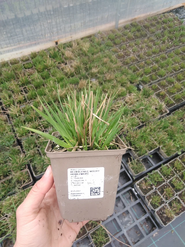 Siniheinä Heidezwerg - 20. 4. 2026