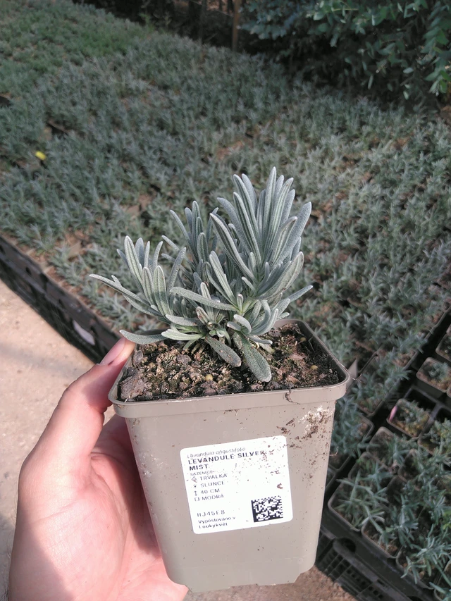 Laventeli Silver Mist - 20. 6. 2025