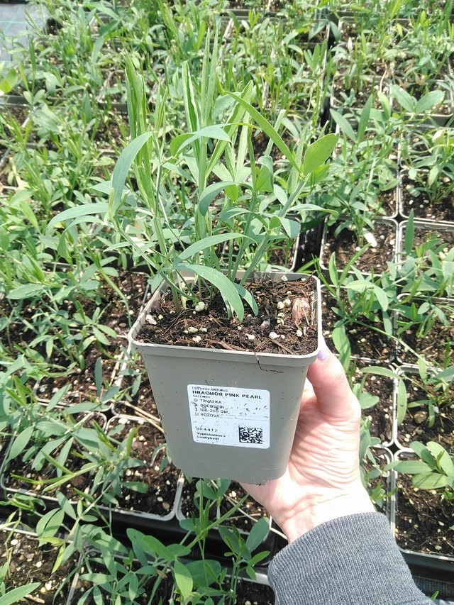 Tuoksuherne Pink Pearl - 9. 6. 2025