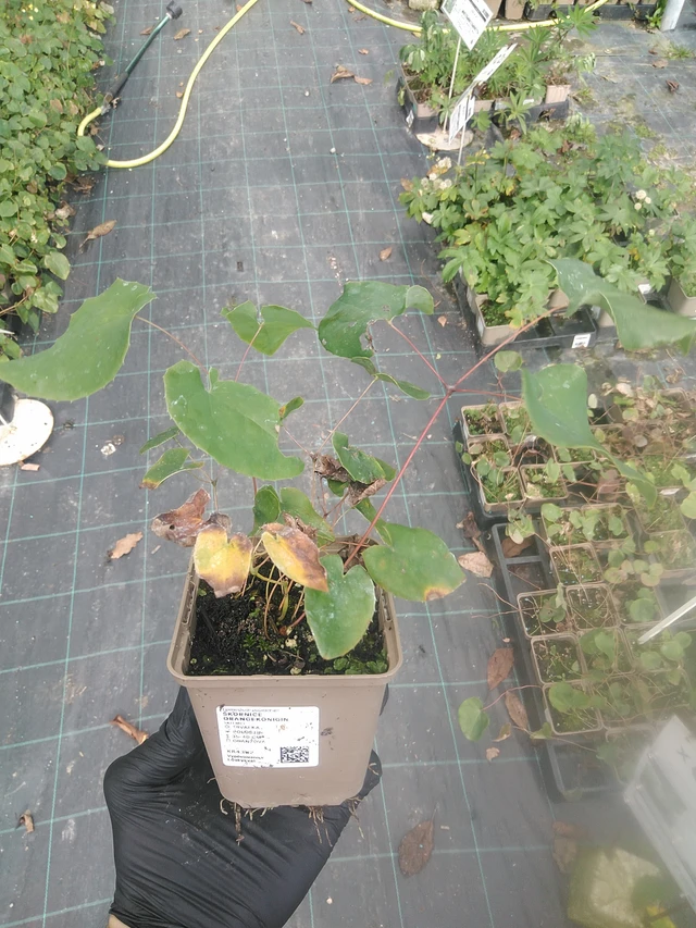 Epimedium Orangekönigin - 13. 10. 2025