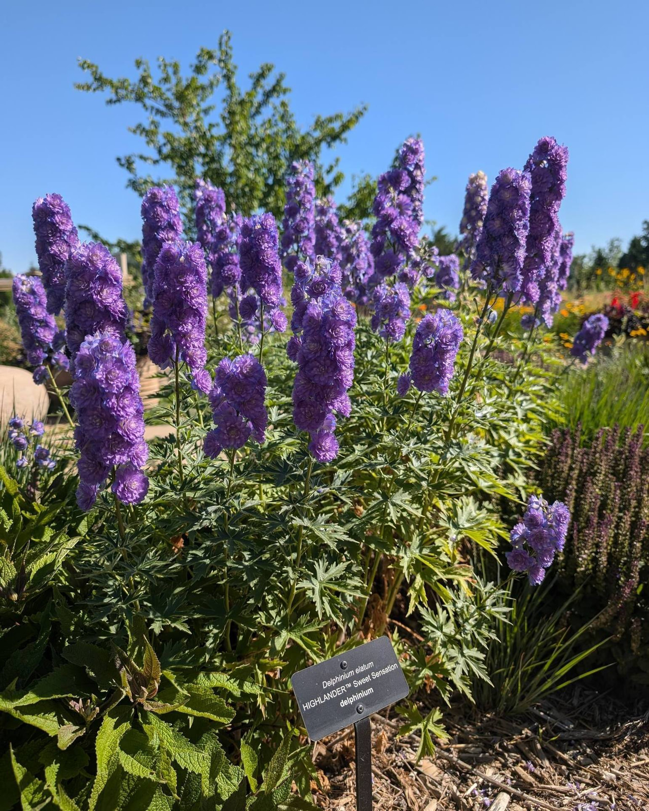 Espuela de caballero Highlander Sweet Sensation, Loukykvět