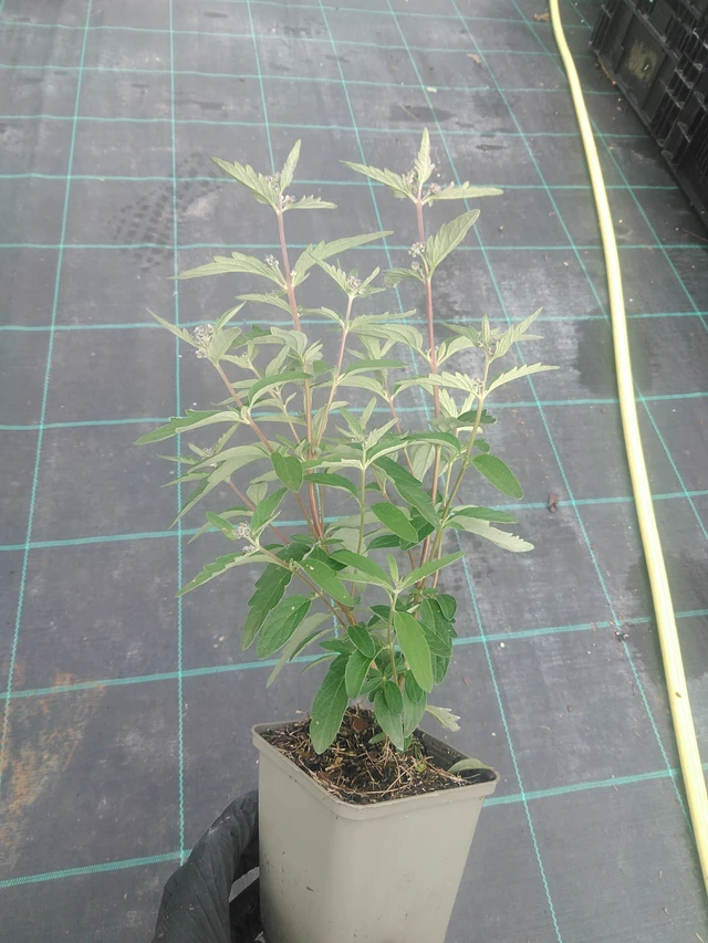 Siniparta Stephi - 10. 9. 2025