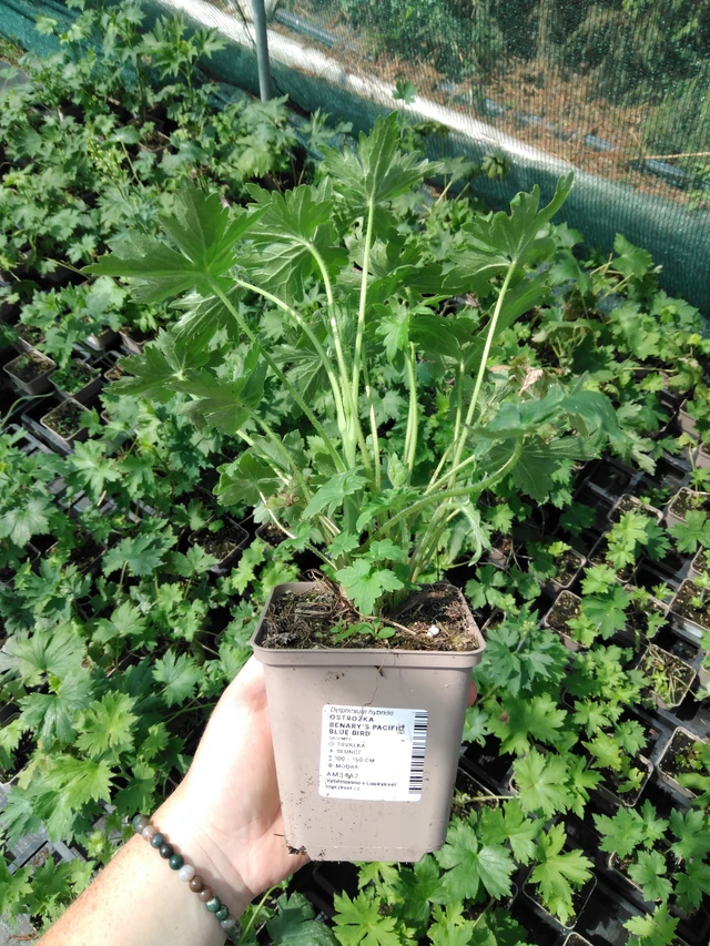 Ritarinkannus Benary’s Pacific Blue Bird - 2024