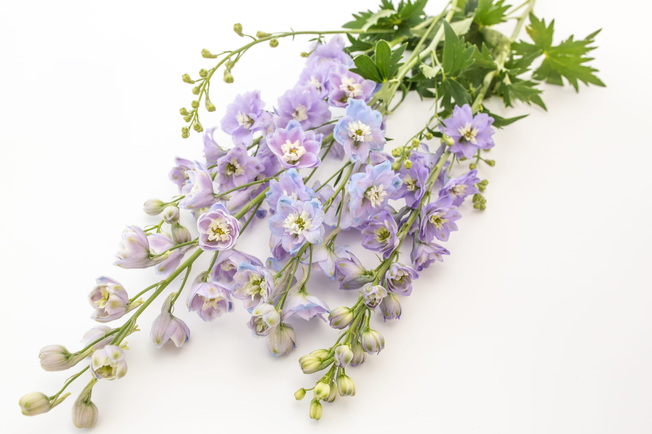 Larkspur Benary’s Pacific Guinevere, Loukykvět