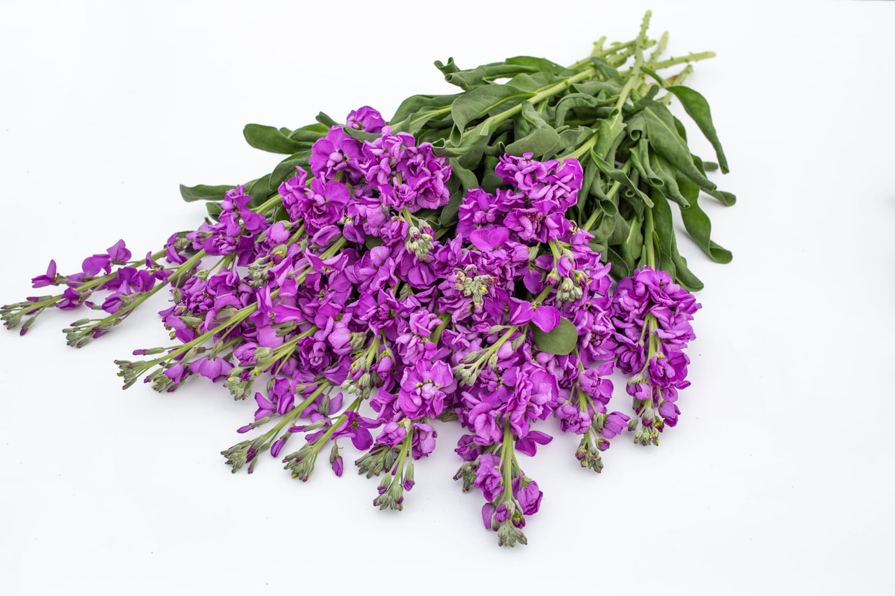 Alhelí Katz Blue, Loukykvět