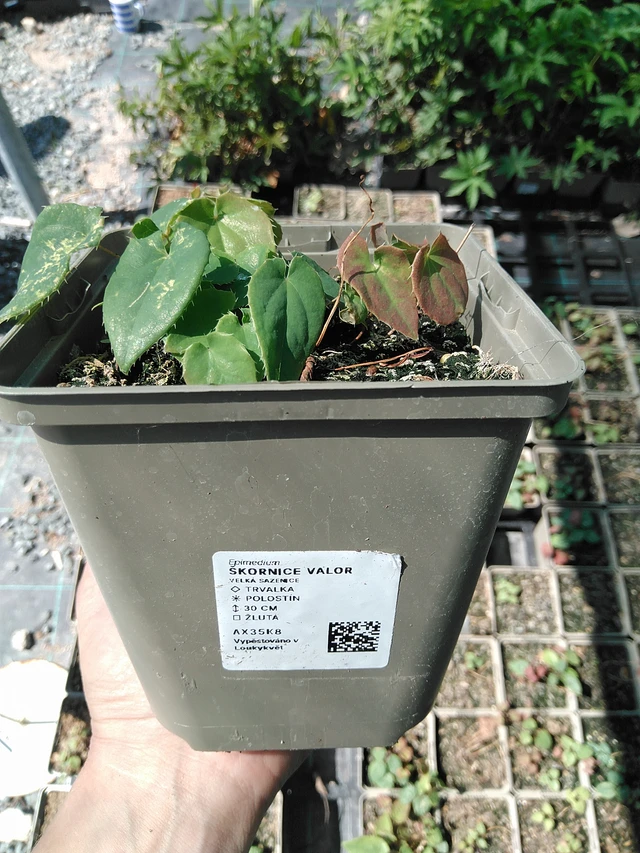 Epimedium Valor - 13. 5. 2025