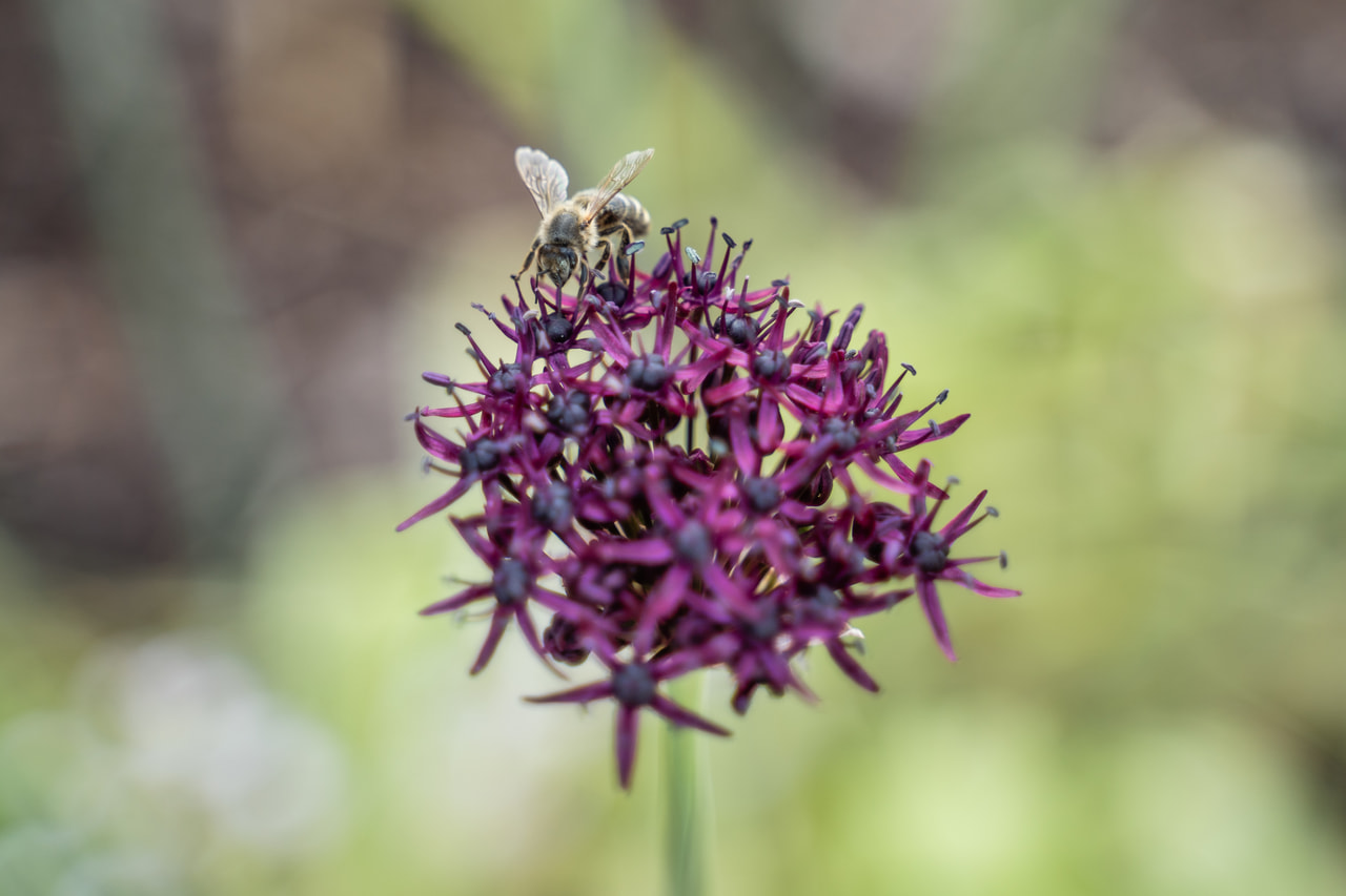 Allium sphaerocephalon, Loukykvět