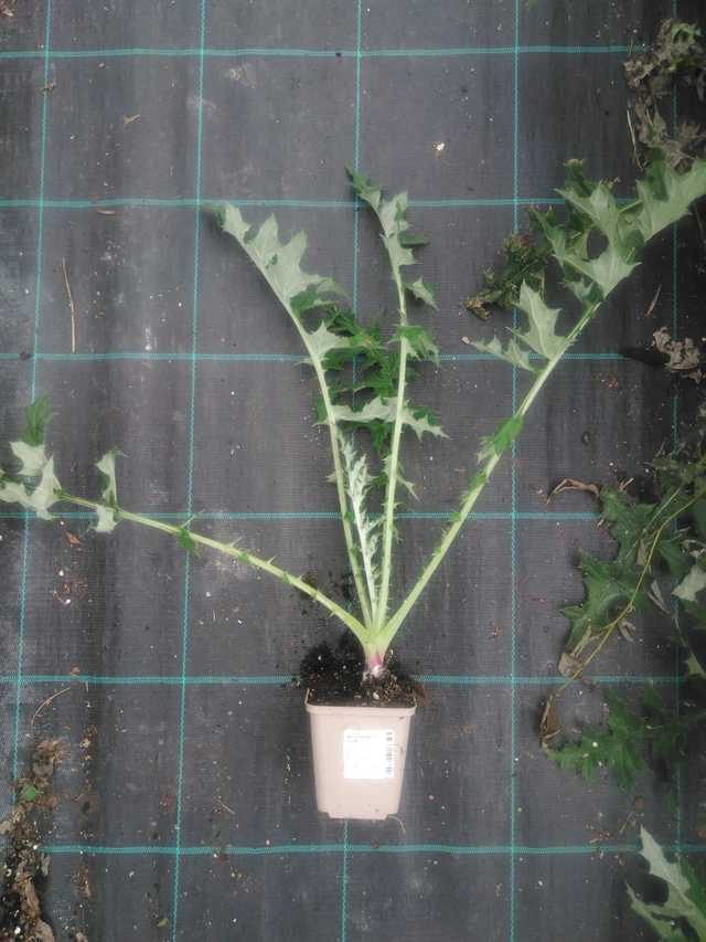 Pallo-ohdake Arctic Glow - 2024