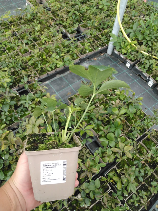 Jouluruusu Double Ellen Green - 2024