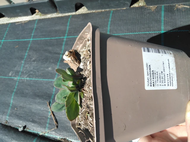 Sedum Matrona - 3. 4. 2025