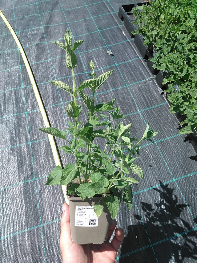 Kissanminttu Dawn to Dusk - 24. 6. 2025