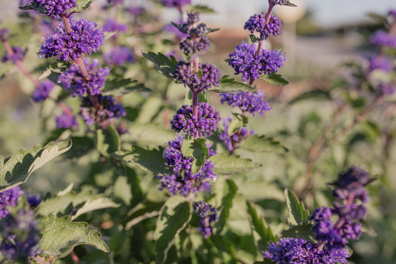 Siniparta Pagoda Ocean, Loukykvět