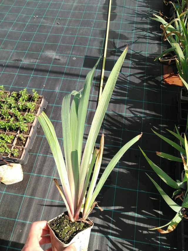 Kurjenmiekka Lent A. Williamson - 24. 6. 2025