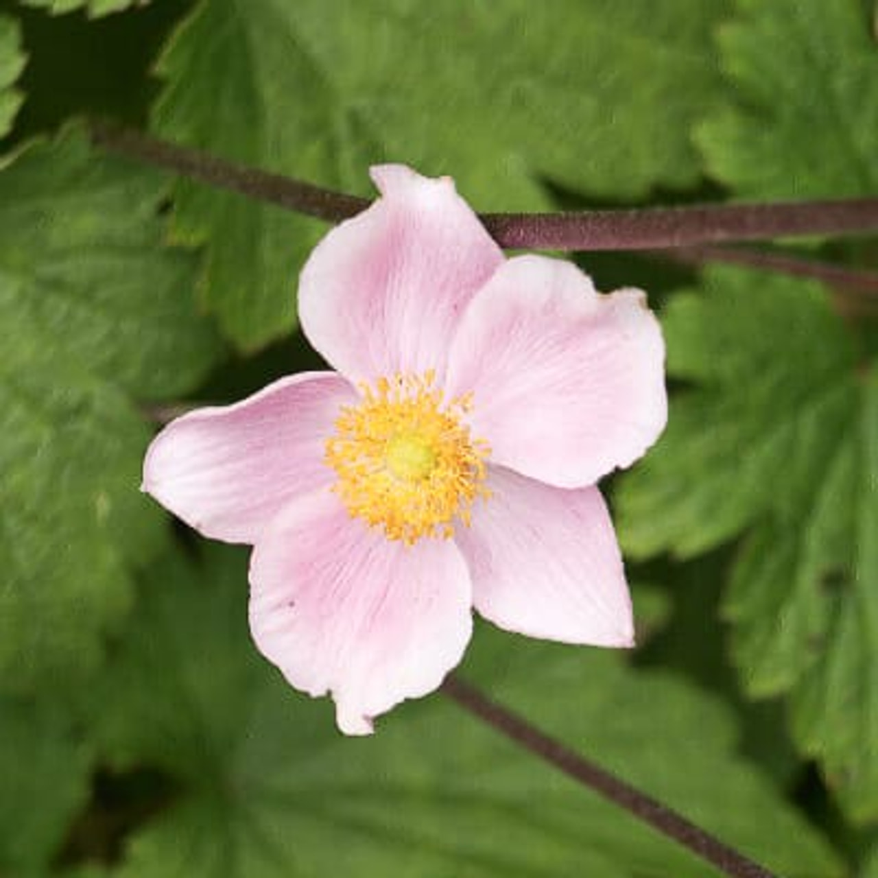 Hopeasyysvuokko Overdressed, Loukykvět