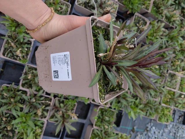 Leimu Sweet Summer Melody - 21. 4. 2026