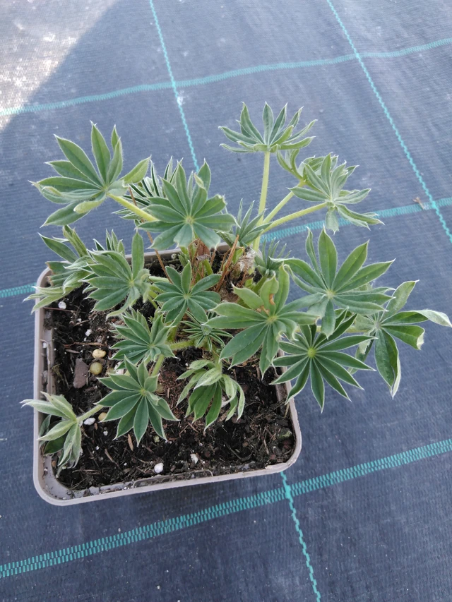 Lupino Gallery White - 3. 4. 2025