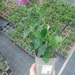 Seedling