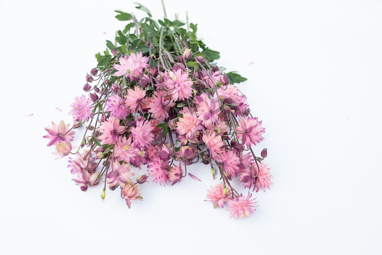 Lehtoakileija Rose Barlow, Loukykvět