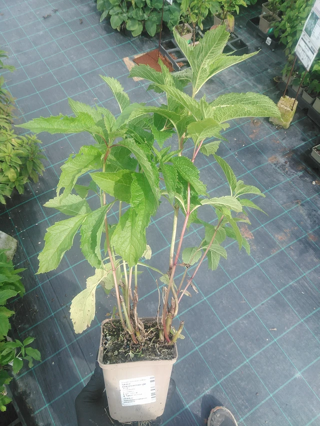 Punalatva Atropurpureum - 10. 9. 2025