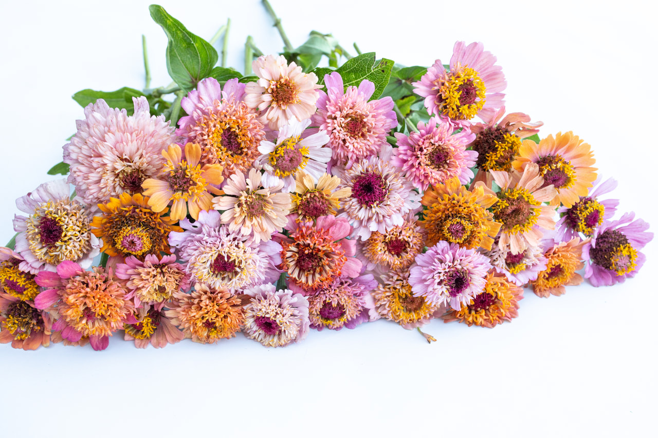 Zinnia Cresto Peachy Pink, Loukykvět