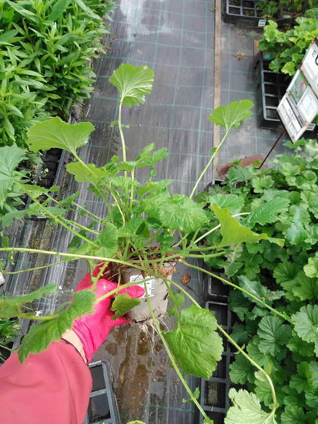 Ojakellukka - 29. 7. 2025