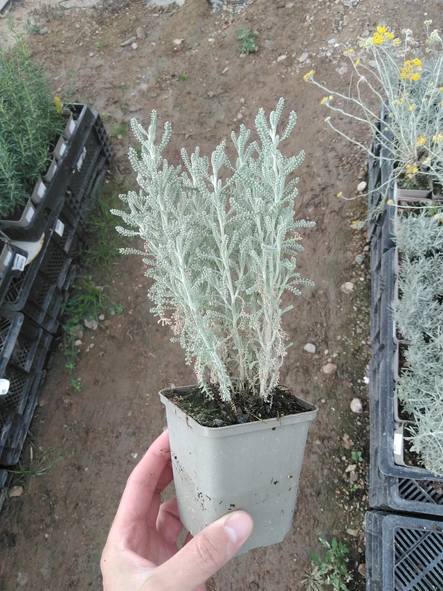 Hopeasantoliina - 1. 8. 2025