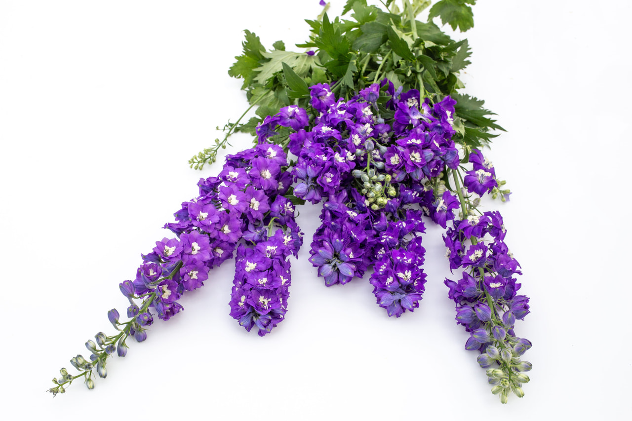 Espuela de caballero Magic Fountains Dark Blue (White Bee), Loukykvět