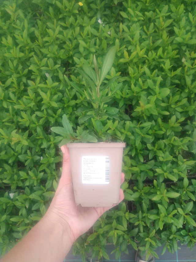 Leimu Franz Schubert - 2024