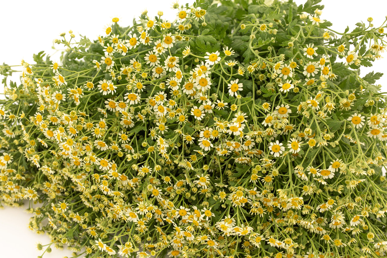 Reunuspietaryrtti Camilla, Loukykvět