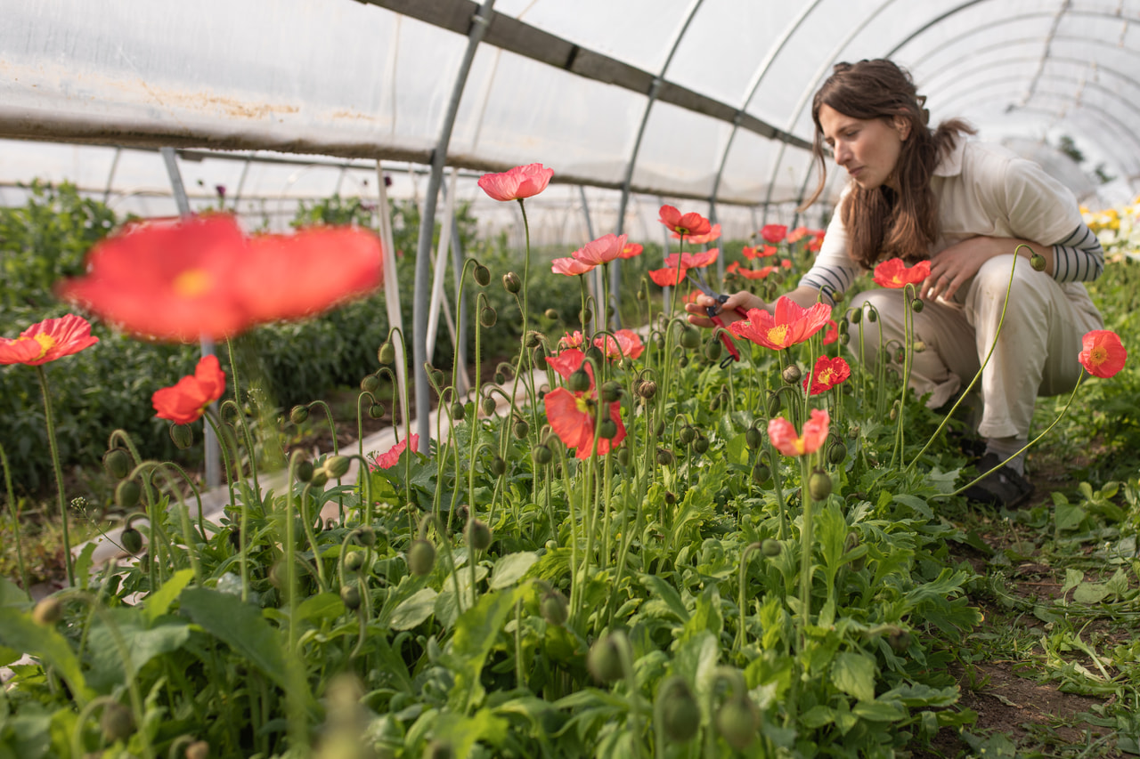 Unikko Champagne Bubbles Pink, Loukykvět