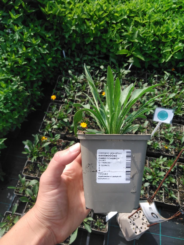 Coreopsis Christchurch - 2024