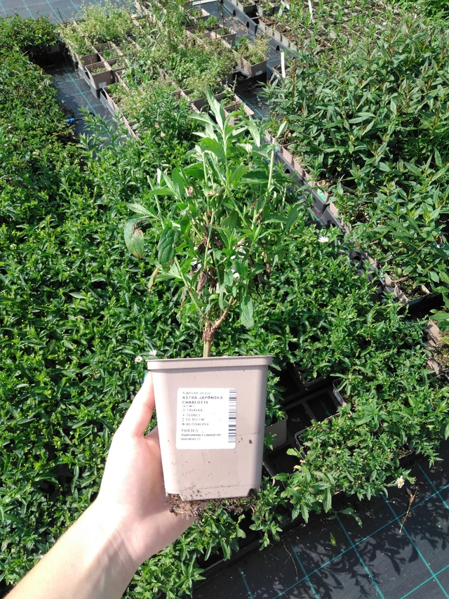 Aster japonés Charlotte - 2024