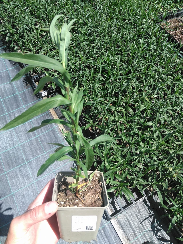 Asteri Primavera - 24. 6. 2025