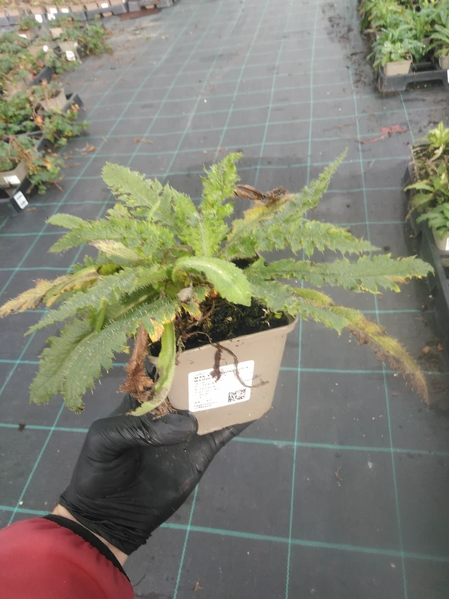 Idänunikko Royal Wedding - 13. 10. 2025