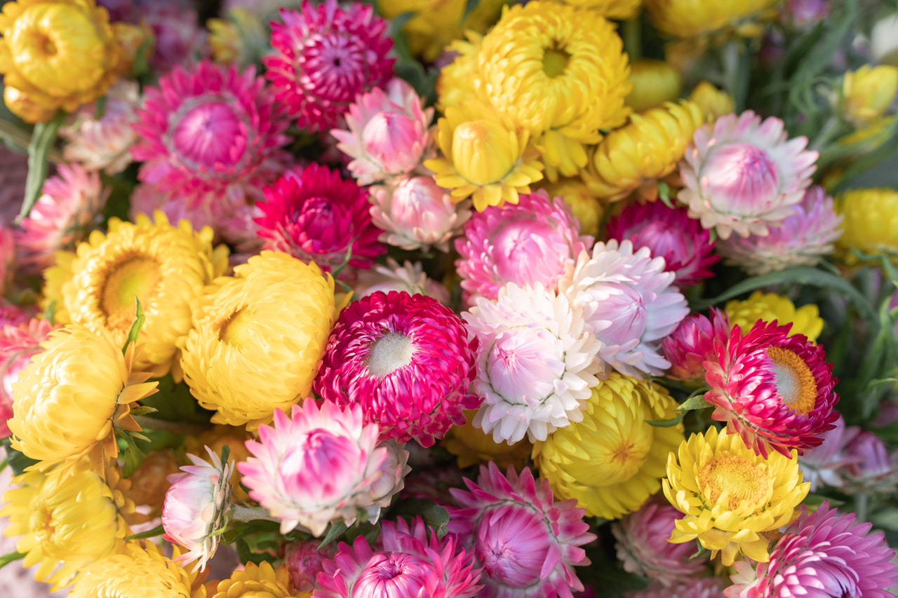 Strawflower Pink Lemonade Mix, Loukykvět