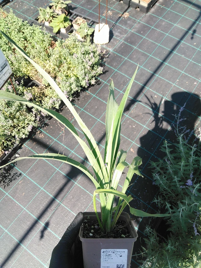 Piikkiputki yuccifolium - 19. 8. 2025