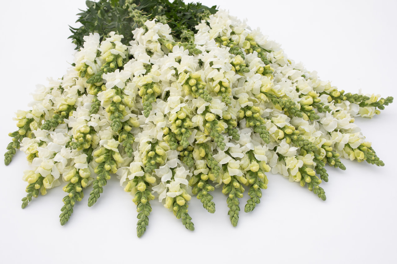 Hledík Potomac White, Loukykvět