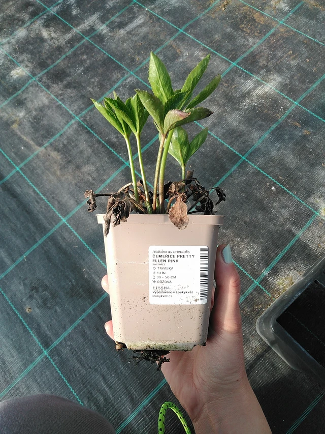 Jouluruusu Pretty Ellen Pink - 7. 4. 2026