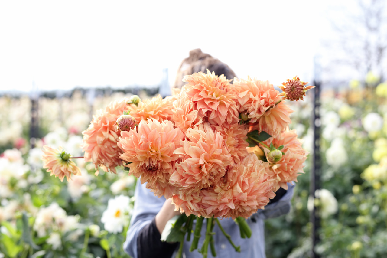 Dahlia Hapet Spartan, Loukykvět