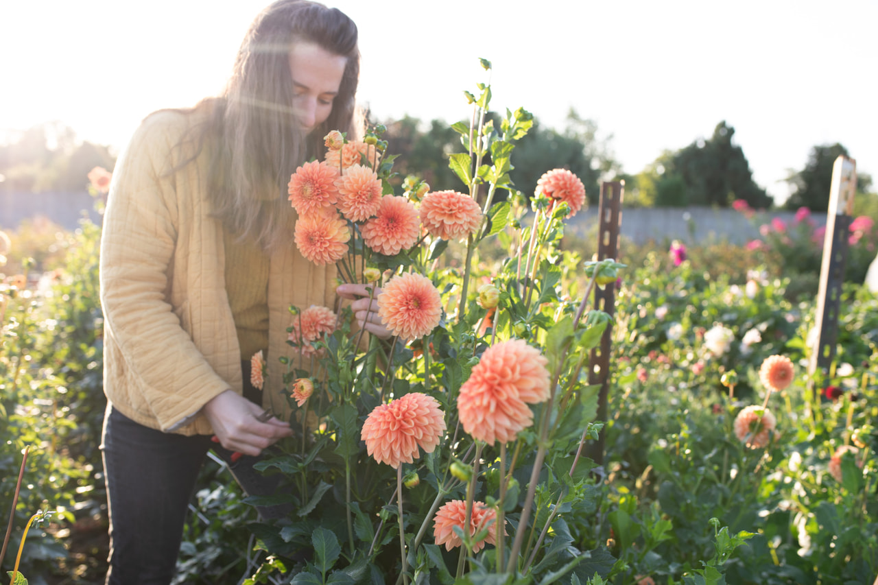 Dalia Jowey Linda, Loukykvět