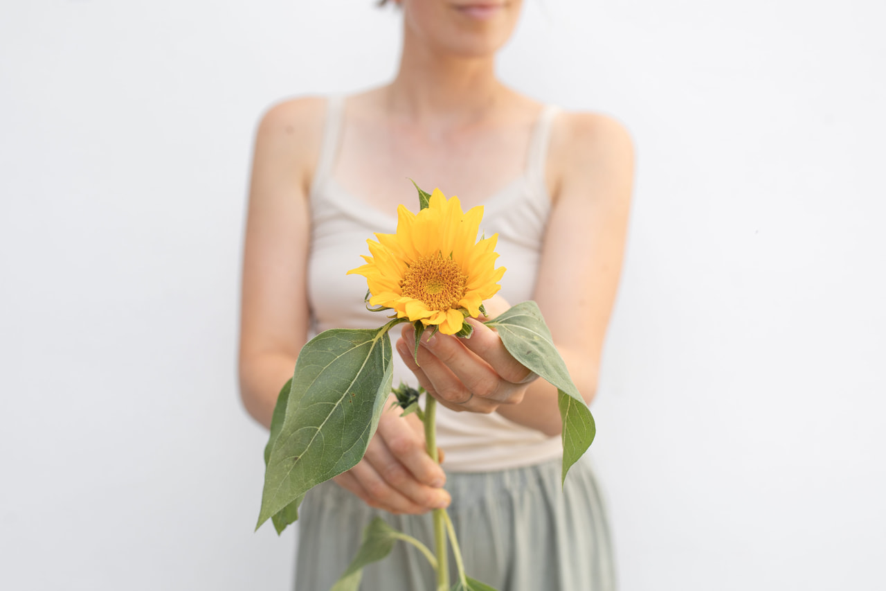 Zonnebloem Premier Up Gold, Loukykvět