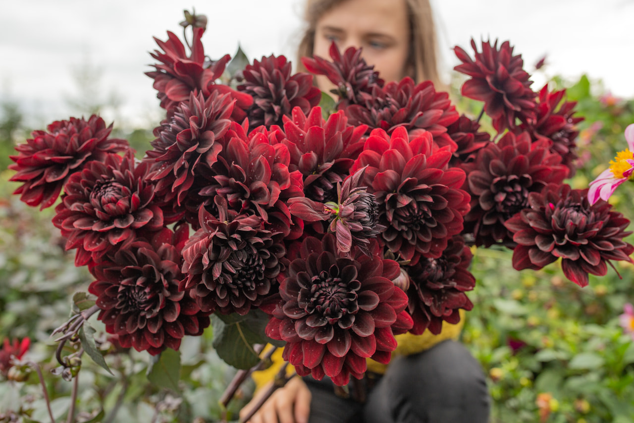 Daalia Karma Choc, Loukykvět