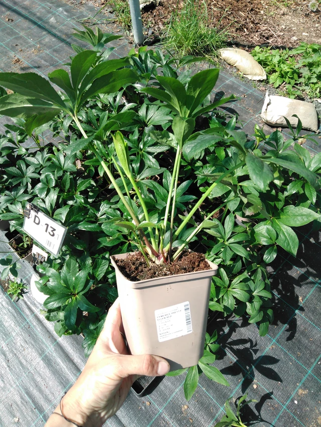 Jouluruusu Pretty Ellen Red - 2024