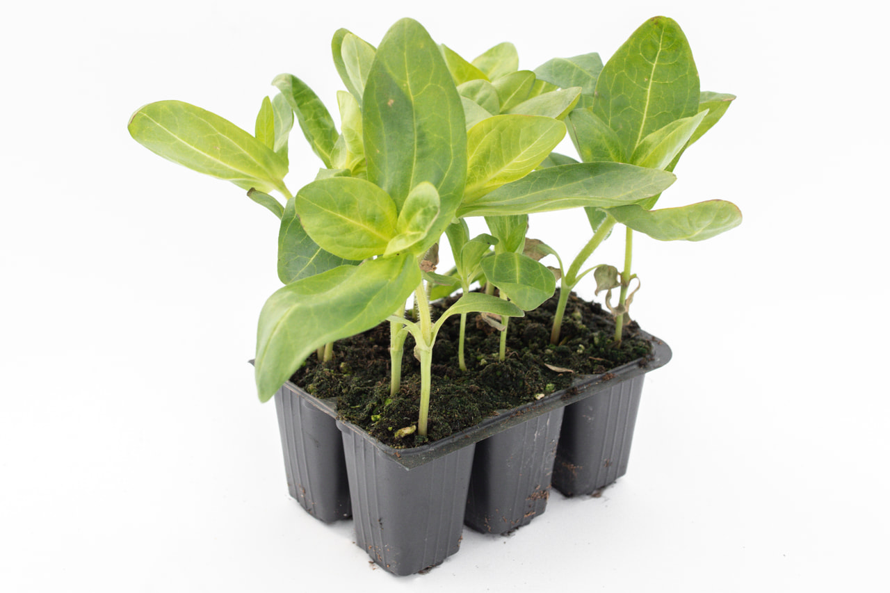 Zinnia Benary’s Giant Lime, Loukykvět