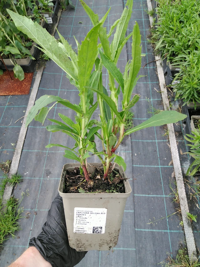 Hohdekukka Helena Red Shades - 10. 9. 2025