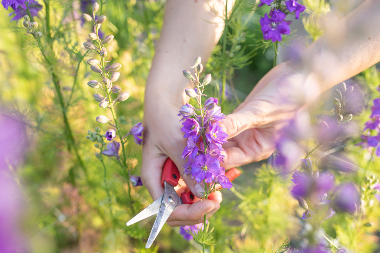 Larkspur QIS Lilac, Loukykvět