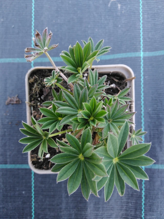 Lupiini Gallery Blue - 3. 4. 2025