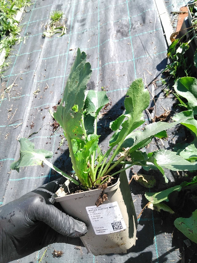 Eringio Glitter White - 19. 8. 2025